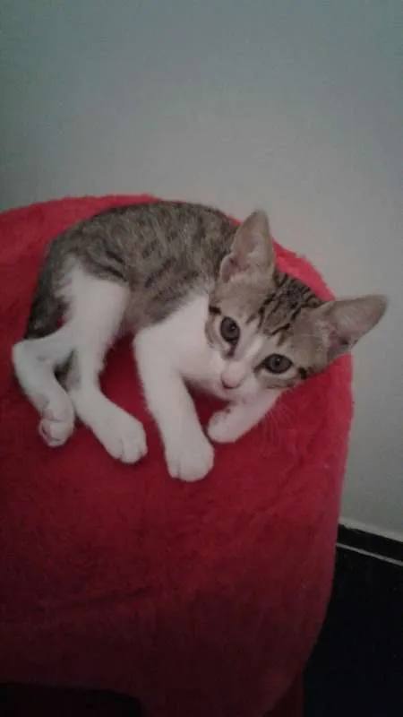 Gato ra a SRD idade 2 a 6 meses nome Amora