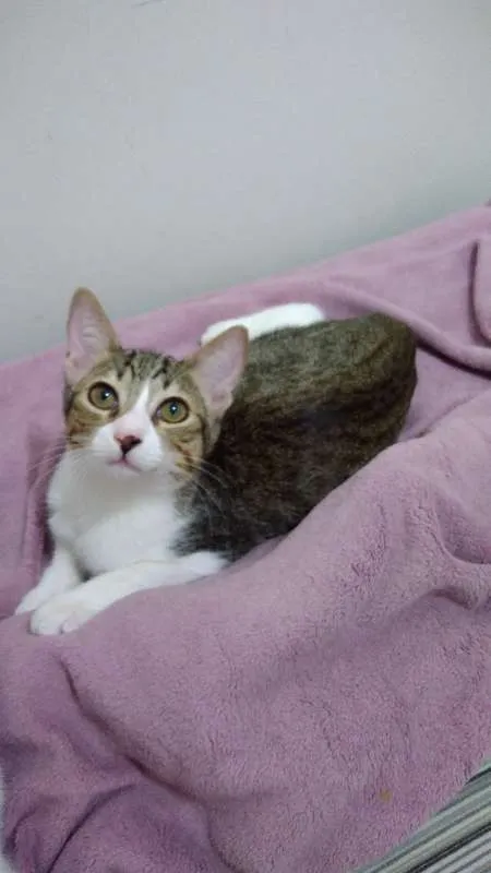 Gato ra a SRD idade 2 a 6 meses nome Amora