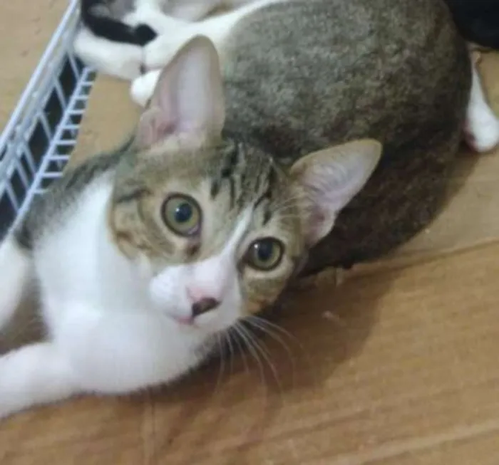 Gato ra a SRD idade 2 a 6 meses nome Amora