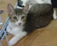 Amora