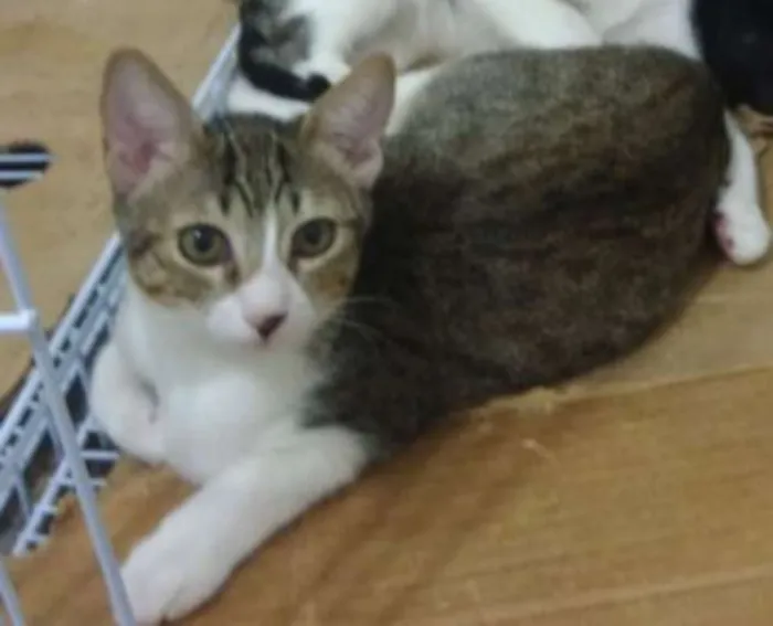 Gato ra a SRD idade 2 a 6 meses nome Amora