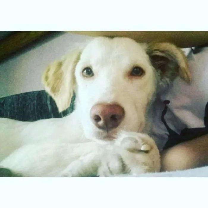 Cachorro ra a Vira-lata idade 1 ano nome PITOCO