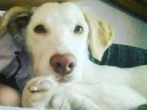 Cachorro raça Vira-lata idade 1 ano nome PITOCO