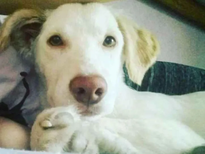 Cachorro ra a Vira-lata idade 1 ano nome PITOCO