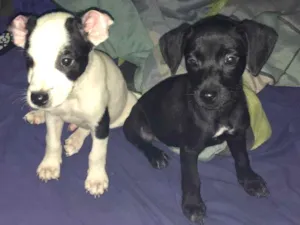 Cachorro raça SRD idade 2 a 6 meses nome Sem nome
