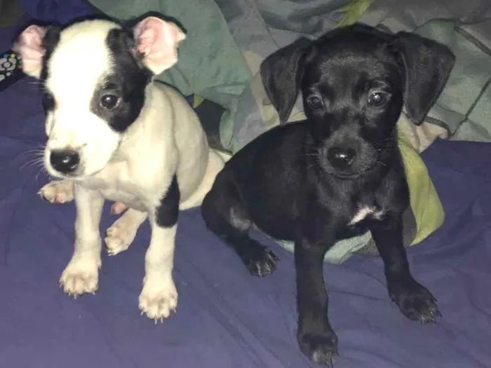 Cachorro ra a SRD idade 2 a 6 meses nome Sem nome
