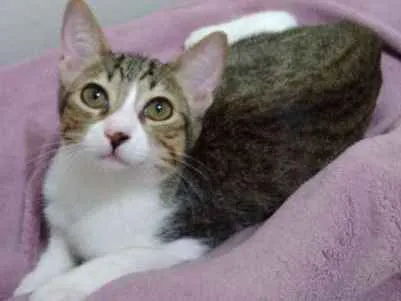 Gato ra a SRD idade 2 a 6 meses nome Amora