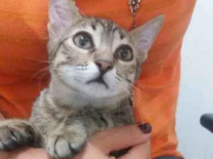 Gato raça SRD idade 2 a 6 meses nome Mel