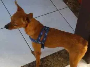 Cachorro raça Pinscher idade 5 anos nome Scooby
