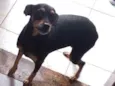 Susi