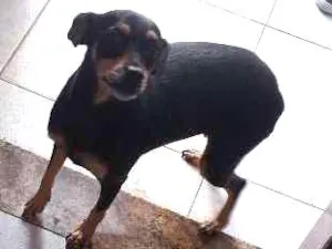 Cachorro raça Mestiça(pinscher com viralata) idade 4 anos nome Susi