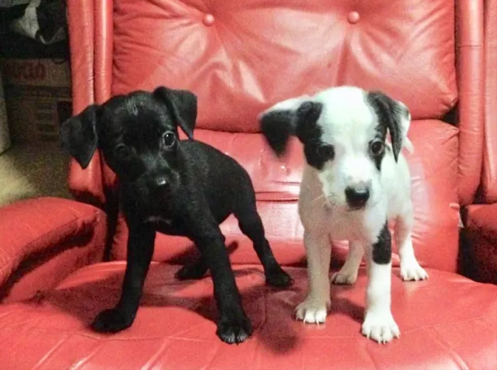 Cachorro ra a SRD idade 2 a 6 meses nome Sem nome
