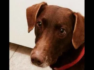 Cachorro raça SRD idade 5 anos nome RABITO