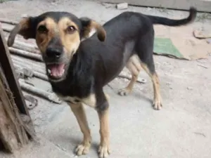 Cachorro raça desconhecida idade 7 a 11 meses nome sem nome