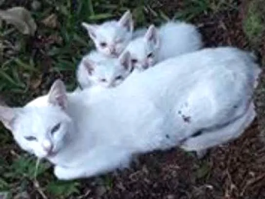Gato ra a  idade Abaixo de 2 meses nome Sem nome