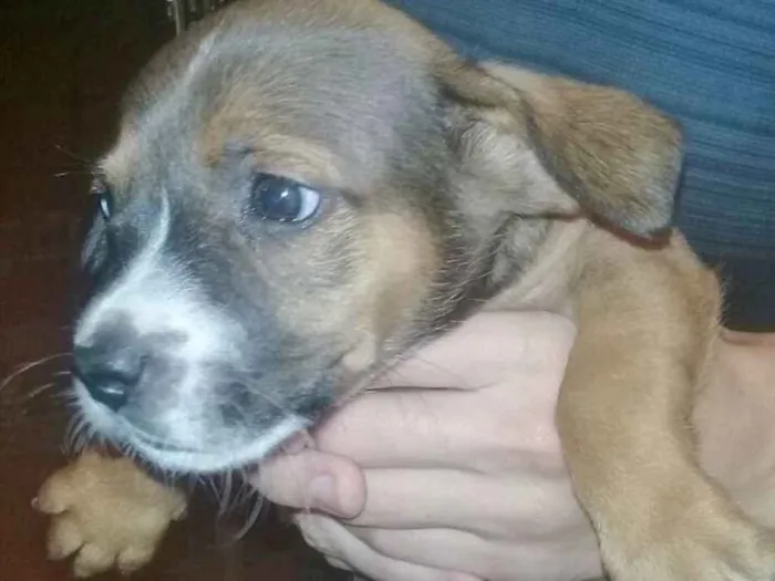 Cachorro ra a Sem raça definida idade Abaixo de 2 meses nome Sheldon