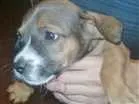 Cachorro raça Sem raça definida idade Abaixo de 2 meses nome Sheldon