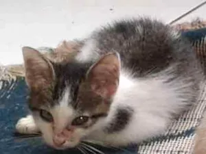 Gato raça vira lata idade 2 a 6 meses nome vitória