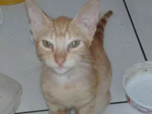 Gato raça vira lata idade 7 a 11 meses nome loiro