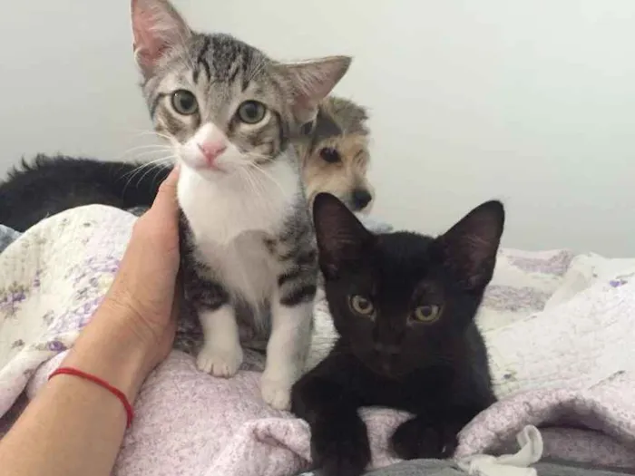 Gato ra a SRD idade 2 a 6 meses nome Rafa e Mateus