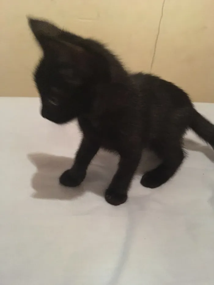 Gato ra a  idade Abaixo de 2 meses nome Ainda não tem