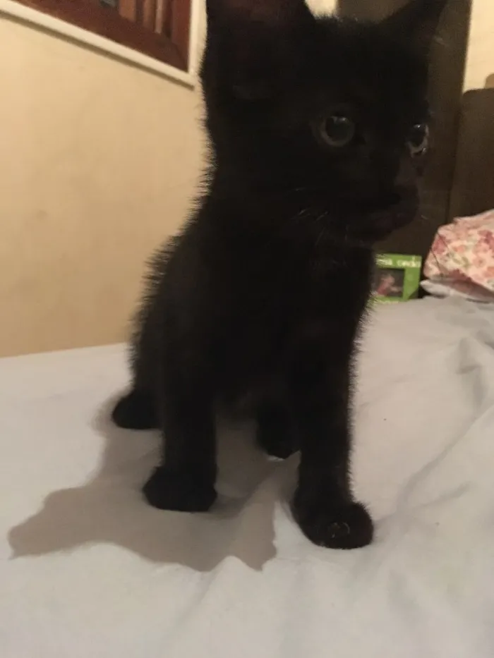 Gato ra a  idade Abaixo de 2 meses nome Ainda não tem