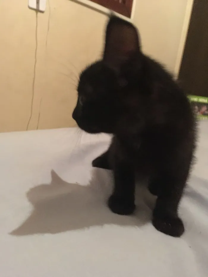 Gato ra a  idade Abaixo de 2 meses nome Ainda não tem