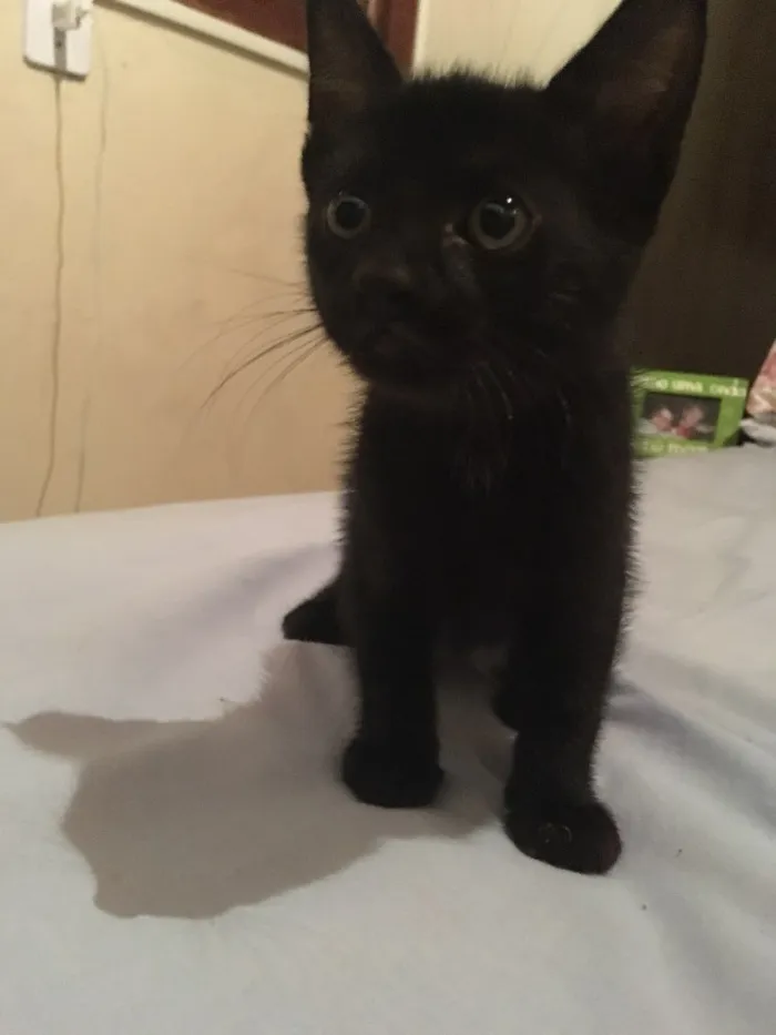 Gato ra a  idade Abaixo de 2 meses nome Ainda não tem