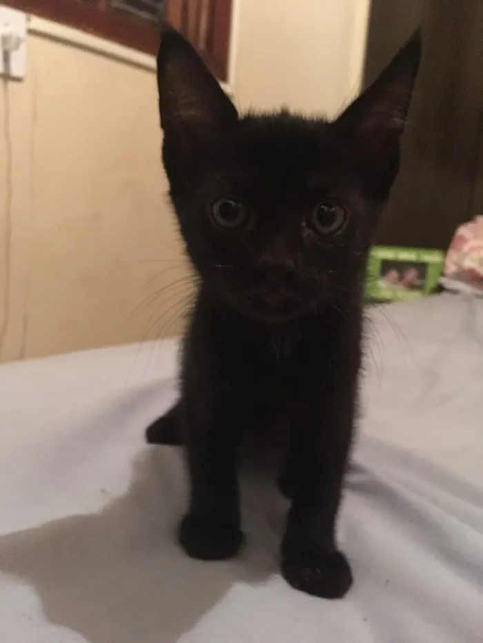 Gato ra a  idade Abaixo de 2 meses nome Ainda não tem