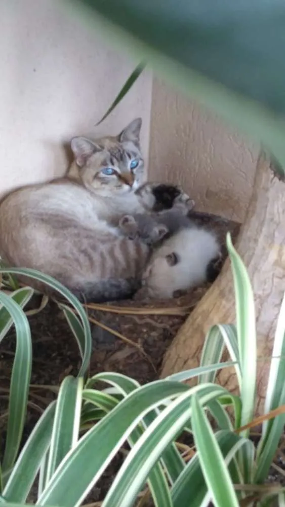 Gato ra a SRD idade 1 ano nome mimi