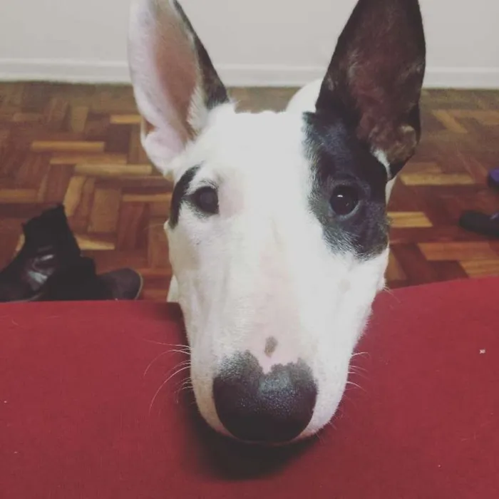 Cachorro ra a Bull terrier e SRD idade 3 anos nome GOMA e BROWNIE