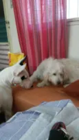 GOMA e BROWNIE