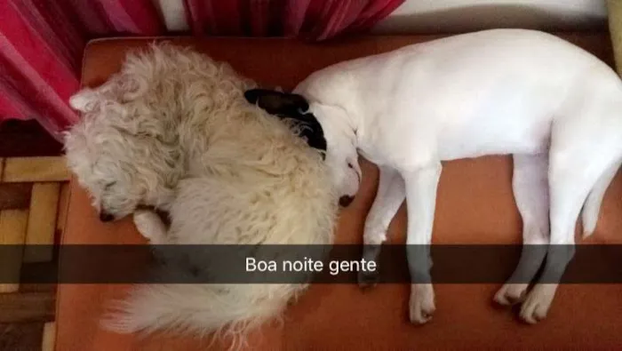 Cachorro ra a Bull terrier e SRD idade 3 anos nome GOMA e BROWNIE
