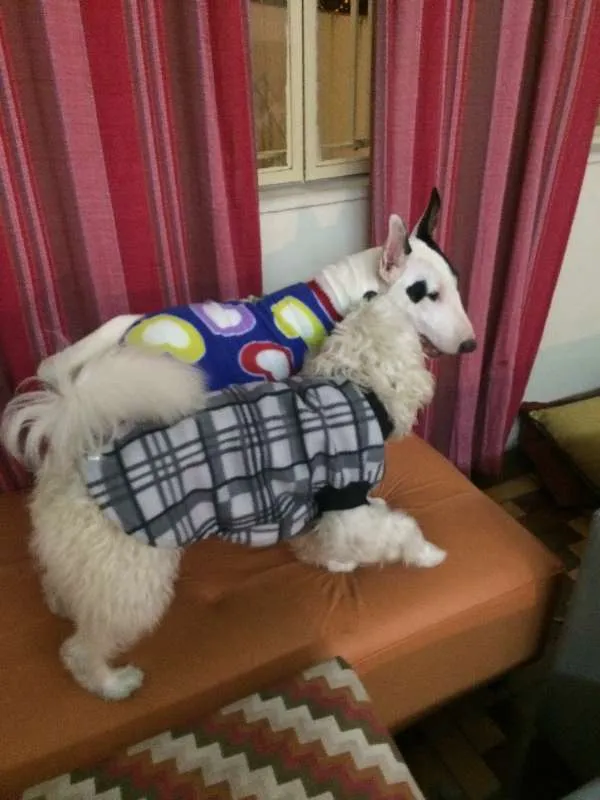 Cachorro ra a Bull terrier e SRD idade 3 anos nome GOMA e BROWNIE