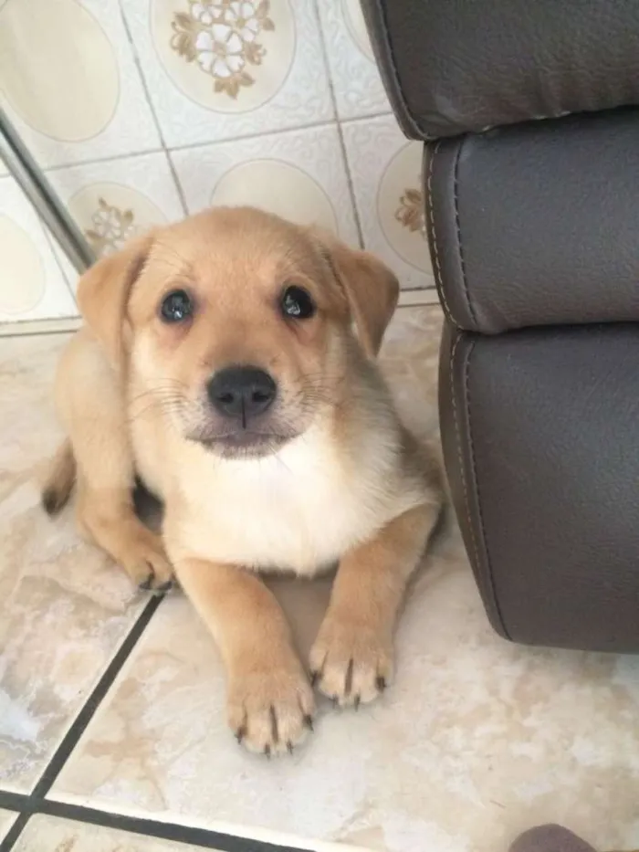 Cachorro ra a Srd idade 2 a 6 meses nome SIMBA