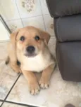 SIMBA
