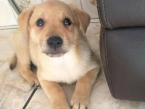 Cachorro raça Srd idade 2 a 6 meses nome SIMBA