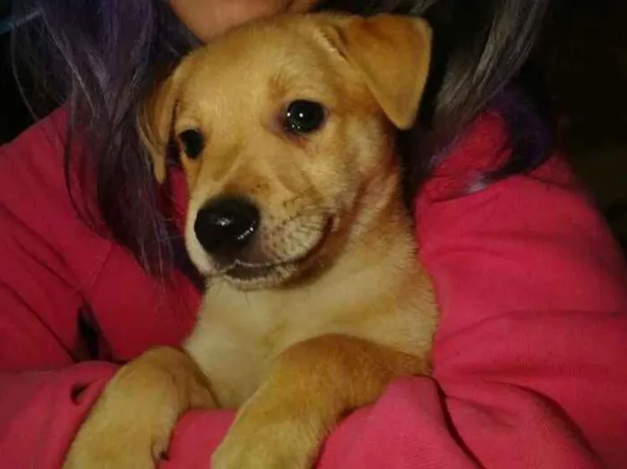 Cachorro ra a Srd idade 2 a 6 meses nome SIMBA
