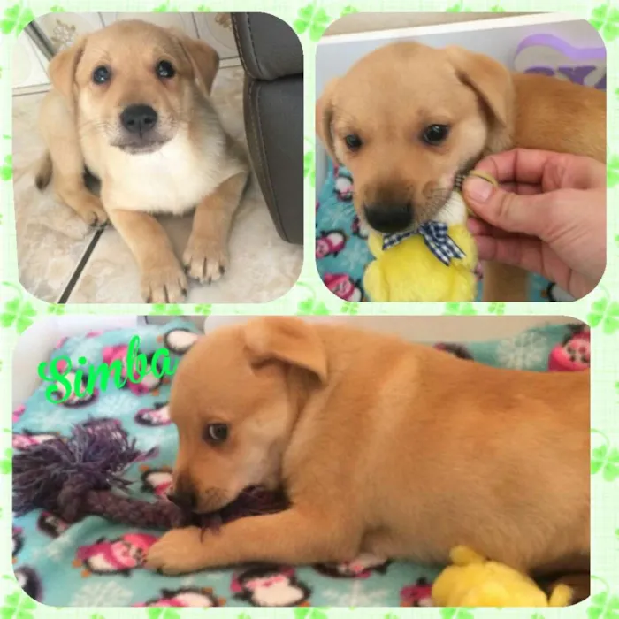 Cachorro ra a Srd idade 2 a 6 meses nome SIMBA
