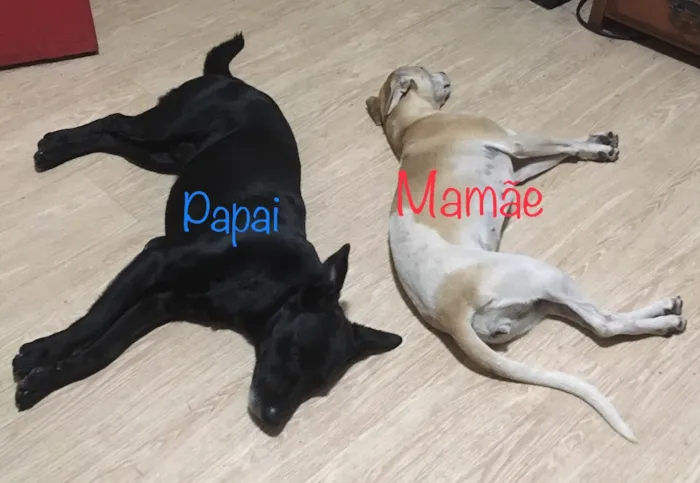 Cachorro ra a SRD idade 2 a 6 meses nome Sem nome
