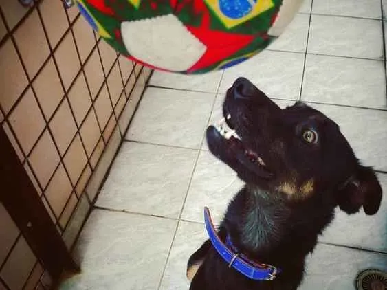 Gato ra a Vira lata  idade 2 anos nome Tomate