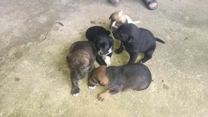 Cachorro ra a SRD idade Abaixo de 2 meses nome Sem nome