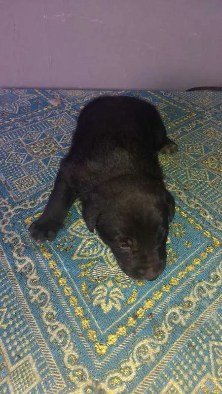Cachorro ra a SRD idade Abaixo de 2 meses nome Sem nome