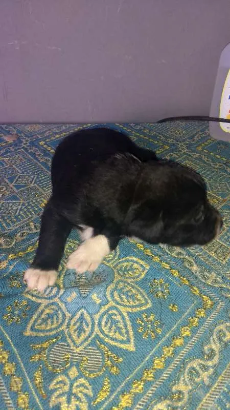 Cachorro ra a SRD idade Abaixo de 2 meses nome Sem nome