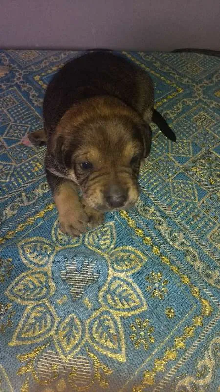 Cachorro ra a SRD idade Abaixo de 2 meses nome Sem nome