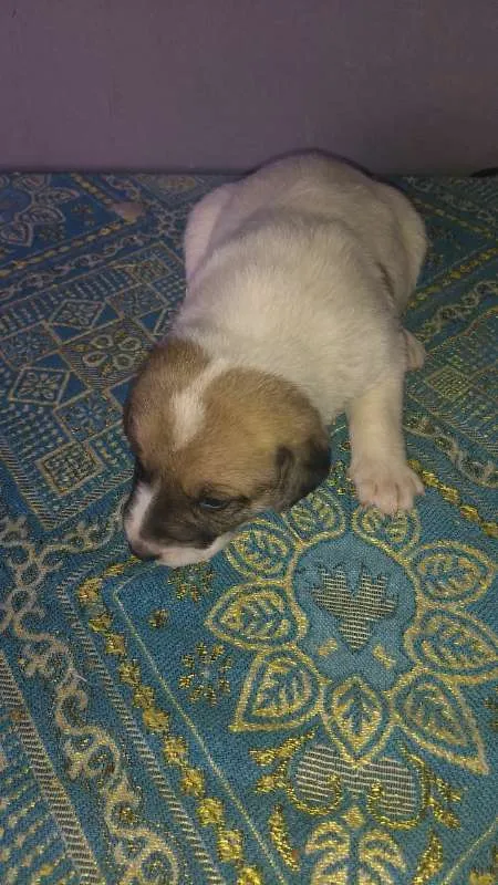 Cachorro ra a SRD idade Abaixo de 2 meses nome Sem nome