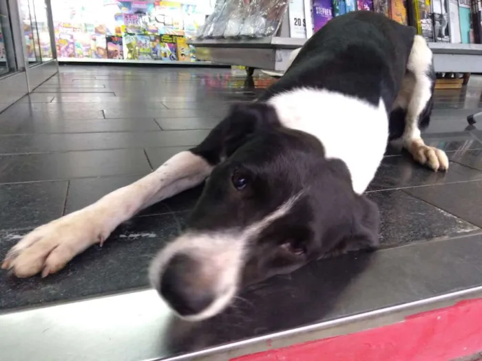 Cachorro ra a Srd idade 7 a 11 meses nome Susy