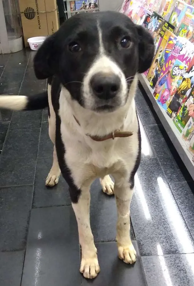 Cachorro ra a Srd idade 7 a 11 meses nome Susy