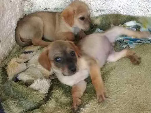 Cachorro ra a  idade 2 a 6 meses nome Não tem ainda 