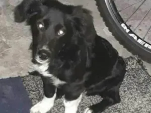 Cachorro raça SRD  idade 2 a 6 meses nome Dino